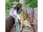 Adopt Spyder a Boxer / Mixed dog in Spring Hill, KS (39004559)