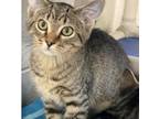 Adopt Curtis a Domestic Shorthair / Mixed cat in Rocky Mount, VA (39012977)