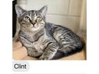 Adopt Clint a Domestic Shorthair / Mixed cat in Rocky Mount, VA (39012979)