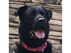 Adopt KC Jones a Black Mixed Breed (Large) / Mixed dog in Fairport