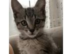 Adopt Drizzle a Brown or Chocolate Domestic Shorthair / Mixed cat in Los