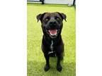 Adopt Stanley a Labrador Retriever / Mixed dog in LAFAYETTE, LA (39007420)