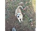 Great Pyrenees Puppy for sale in Douglas, AZ, USA