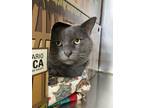 Adopt Tyson a Domestic Shorthair / Mixed cat in Cornwall, ON (39003211)