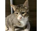 Adopt Andrew a Brown or Chocolate Domestic Shorthair / Mixed cat in Blasdell