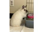 Adopt Sophia a American / Mixed rabbit in Burnaby, BC (38943313)