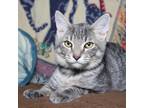 Adopt Ethan a Gray or Blue Domestic Shorthair / Mixed cat in Evansville