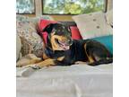 Adopt Lucy Jane a Black Coonhound / Doberman Pinscher / Mixed dog in Helena
