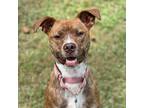 Adopt Hollis a Brown/Chocolate Mixed Breed (Medium) / Mixed dog in Auburn