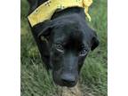 Adopt Betty a Black Labrador Retriever dog in Atlanta, GA (38961749)