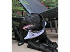 Adopt River a Black Labrador Retriever dog in Atlanta, GA (38961751)