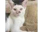 Adopt Jackson a White Domestic Shorthair / Mixed cat in LaGrange, KY (39015333)