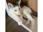 Adopt Joselyn a White Domestic Shorthair / Mixed cat in LaGrange, KY (39015332)