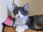 Adopt Boogie a Domestic Longhair / Mixed cat in Albuquerque, NM (38976749)