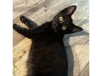 Adopt Phillip C13703 a All Black Domestic Shorthair / Mixed cat in Minnetonka