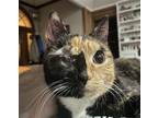 Adopt Pippa a Tortoiseshell Domestic Shorthair / Mixed cat in Spring