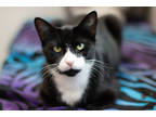 Adopt Estela a All Black Domestic Shorthair / Domestic Shorthair / Mixed cat in