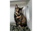 Adopt Dolphin a Domestic Shorthair / Mixed (short coat) cat in Grand Forks