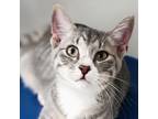 Adopt Justin a Gray or Blue Domestic Shorthair / Mixed cat in Brighton