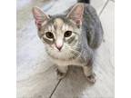 Adopt Ariat a Gray or Blue Domestic Shorthair / Mixed cat in Brighton