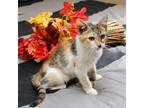 Adopt Lylah a Calico or Dilute Calico Domestic Shorthair / Mixed cat in Wichita