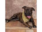 Adopt Sorbet a Brindle American Pit Bull Terrier / Boxer / Mixed dog in East ST