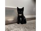 Adopt Kate a All Black Domestic Shorthair / Mixed cat in Buffalo, MN (39065807)