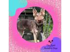 Adopt Sasha a Brown/Chocolate Mixed Breed (Large) / Mixed dog in Cumberland