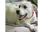 Adopt Taco a White - with Tan, Yellow or Fawn Terrier (Unknown Type