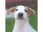 Adopt Flurry a White - with Tan, Yellow or Fawn Mixed Breed (Medium) / Mixed dog