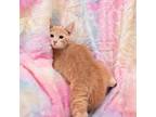 Adopt Clyde a Tan or Fawn Tabby Domestic Shorthair / Mixed cat in Idaho Falls