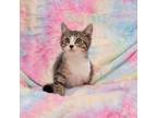 Adopt Joe a Brown or Chocolate Domestic Shorthair / Mixed cat in Idaho Falls