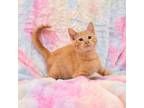 Adopt Tater Tot a Orange or Red Domestic Shorthair / Mixed cat in Idaho Falls