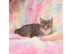 Adopt Dorothy a Gray or Blue Domestic Shorthair / Mixed cat in Idaho Falls