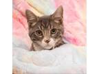 Adopt Tin Man a Gray or Blue Domestic Shorthair / Mixed cat in Idaho Falls