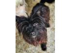 Adopt Mike a Yorkshire Terrier