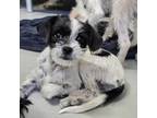 Adopt Dipsy a White - with Black Jack Russell Terrier dog in Vail, AZ (39070463)