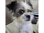 Adopt Juniper a White - with Black Jack Russell Terrier dog in Vail