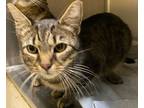Adopt Buddy Cat a Gray, Blue or Silver Tabby Domestic Shorthair / Mixed (short