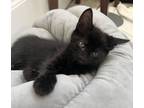 Adopt Hershey a All Black Domestic Shorthair / Mixed (long coat) cat in Warner