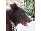 Adopt Brownie (Middle-East) ST a Brown/Chocolate - with White Labrador Retriever