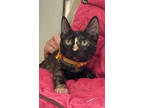 Adopt Topaz a All Black Domestic Shorthair / Domestic Shorthair / Mixed cat in