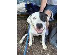 Adopt Jeremiah a White Mixed Breed (Large) / Mixed dog in Cincinnati