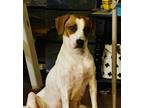 Adopt Pearl a White - with Red, Golden, Orange or Chestnut Beagle / English