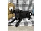 Adopt Nesley a Labrador Retriever / American Pit Bull Terrier / Mixed dog in