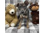 Adopt Lilah a Husky / Mixed dog in Athens, TX (39026087)