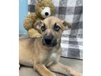 Adopt Lelo a Husky / Mixed dog in Athens, TX (39026084)