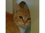 Adopt Peanut a Orange or Red Domestic Shorthair / Mixed cat in Ottawa