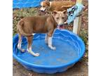 Adopt Zephyr a Brown/Chocolate Black Mouth Cur / Mixed dog in Livingston