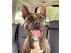 Adopt Big Bae a Brown/Chocolate American Pit Bull Terrier / Mixed dog in Kansas